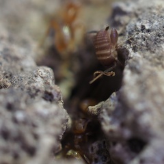 Myrmecophilus acervorum
