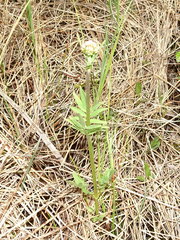 Valeriana uliginosa