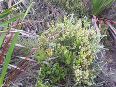 Erica hispidula hispidula