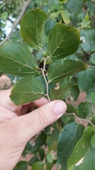 Celtis chichape