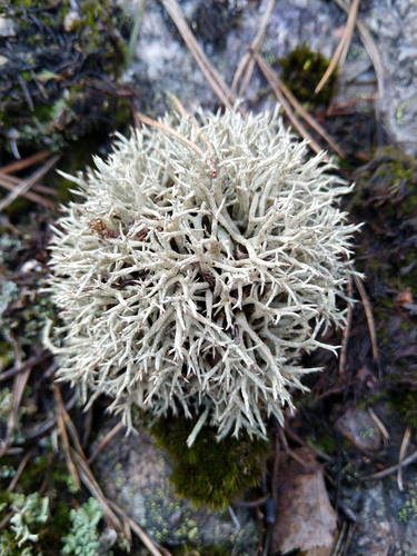 Thorn Lichen