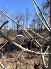 Amphibolips globulus