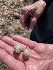 Amphibolips globulus