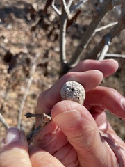 Amphibolips globulus