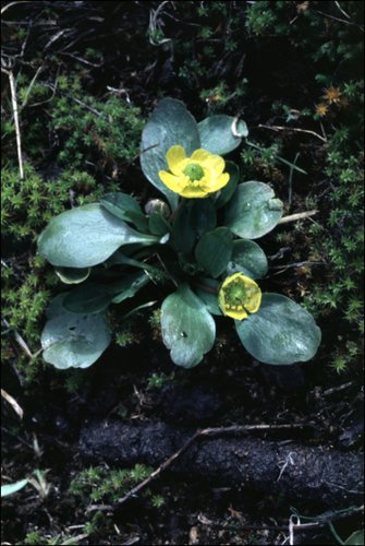 sagebrush buttercup