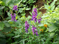 Angelonia angustifolia
