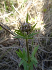 Valeriana uliginosa