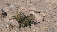 Johnstonella holoptera