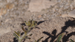 Johnstonella holoptera