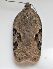 Acleris cornana