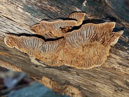 Gloeophyllum striatum image