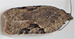 Acleris cornana
