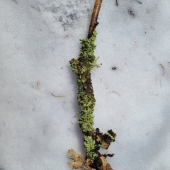 Flavopunctelia praesignis