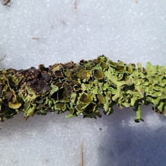 Flavopunctelia praesignis