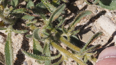 Johnstonella holoptera