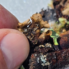 Flavopunctelia praesignis