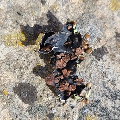 Flavopunctelia praesignis