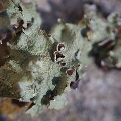 Flavopunctelia praesignis