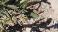 Johnstonella holoptera