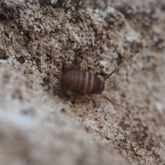 Myrmecophilus acervorum