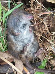 Antechinus mimetes