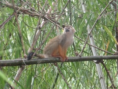 Saimiri sciureus