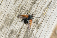 Chetogaster violacea-viridis