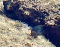 Plectroglyphidodon marginatus