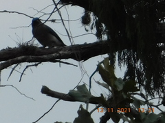 Aphelocoma wollweberi