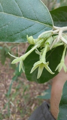 Cestrum strigilatum