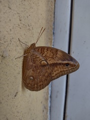 Opsiphanes boisduvallii