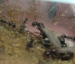 Dorymyrmex grandulus