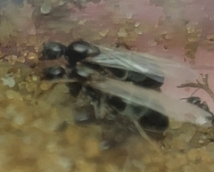 Dorymyrmex grandulus