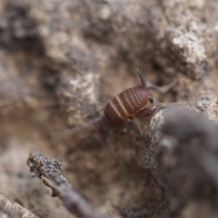 Myrmecophilus acervorum