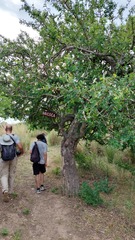 Phyllanthus chacoensis