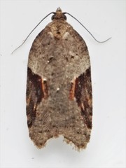 Acleris macdunnoughi