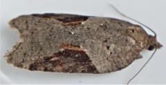 Acleris macdunnoughi