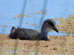 Fulica leucoptera