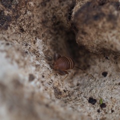 Myrmecophilus acervorum