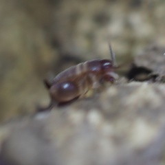 Myrmecophilus acervorum