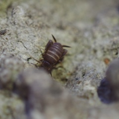 Myrmecophilus acervorum