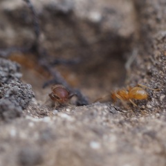Myrmecophilus acervorum