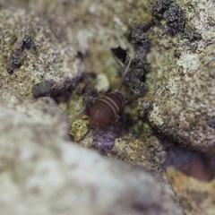 Myrmecophilus acervorum