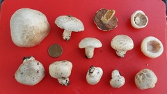 Agaricus