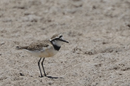 Madagascar Plover (Anarhynchus thoracicus), photo 2