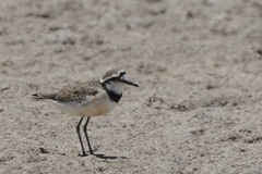 Charadrius thoracicus