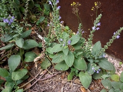 Salvia xalapensis