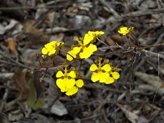 Trichocentrum biorbiculare