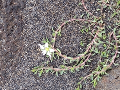 Arenaria serpens