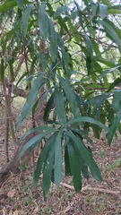 Pouteria gardneriana